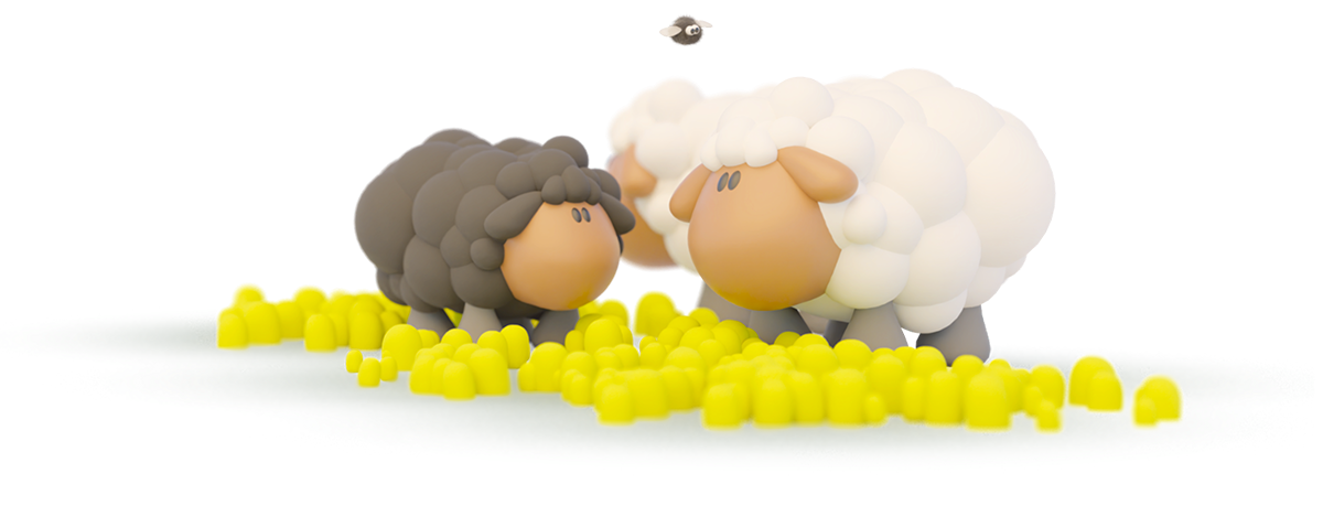 sheep grazing